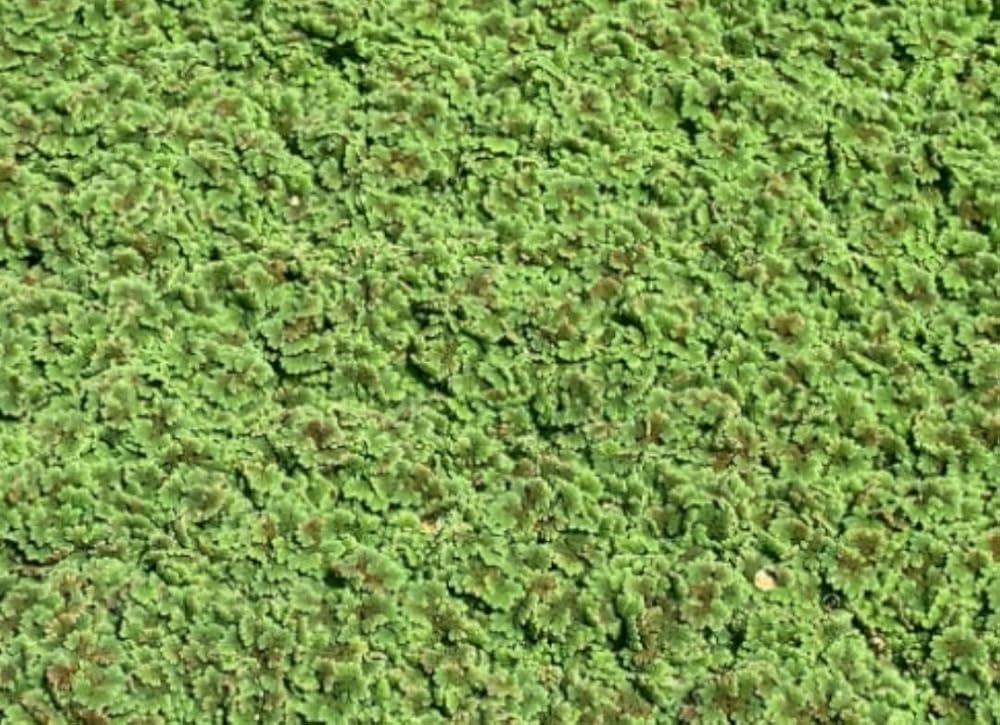 Azolla & Duckweed