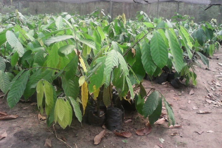 Cocoa Seedlings