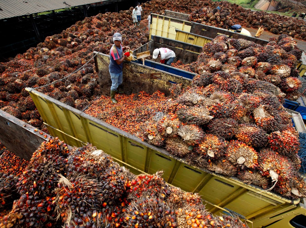 Palm Oil
